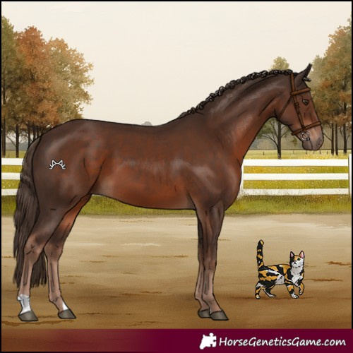 Horse Color:Liver Chestnut 