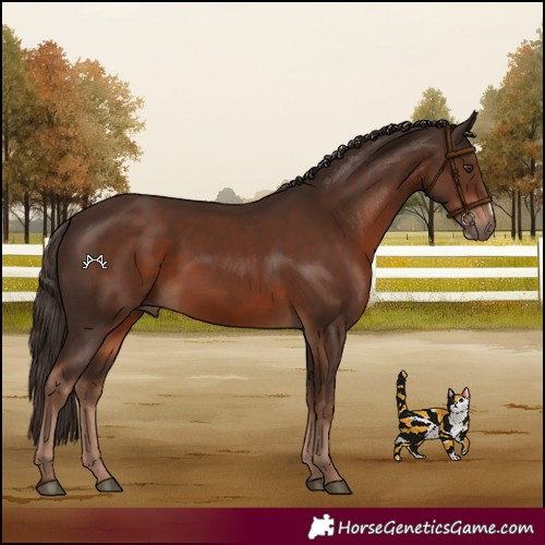 Horse Color:Liver Chestnut Frame 