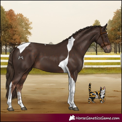 Horse Color:Liver Chestnut Tobiano 