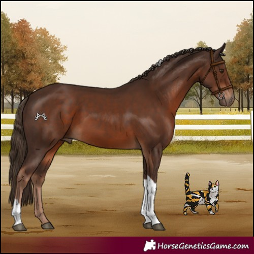Horse Color:Liver Chestnut Tobiano 