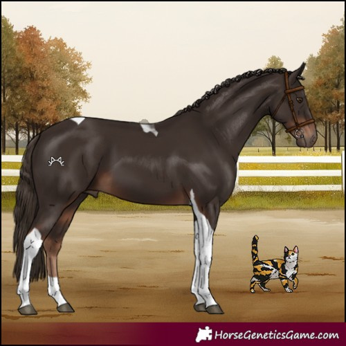 Horse Color:Liver Chestnut Tobiano 