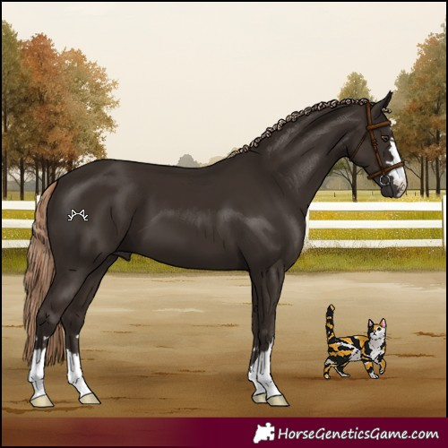 Horse Color:Liver Chestnut 