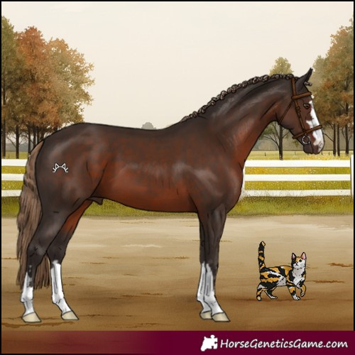Horse Color:Liver Chestnut