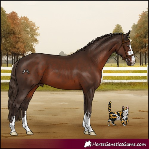 Horse Color:Liver Chestnut 