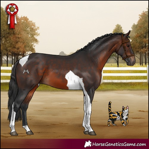 Horse Color:Brown Tobiano