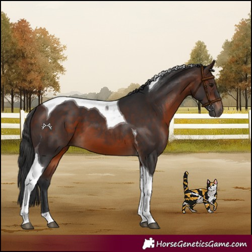 Horse Color:Brown Tobiano 