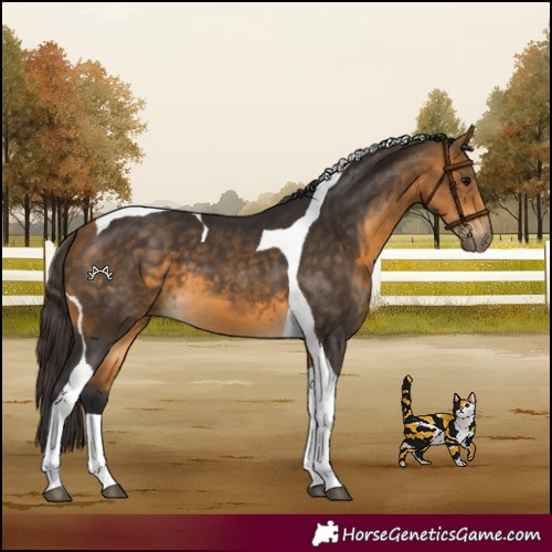 Horse Color:Buckskin Tobiano