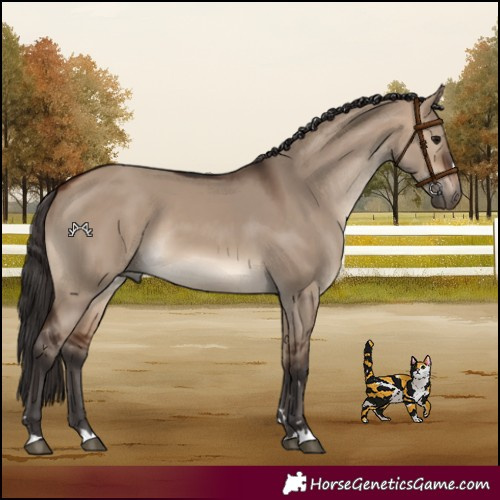 Horse Color:Bay Dun 