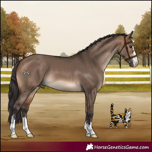 Horse Color:Bay Dun 