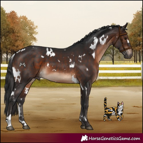 Horse Color:White Spotted Brown