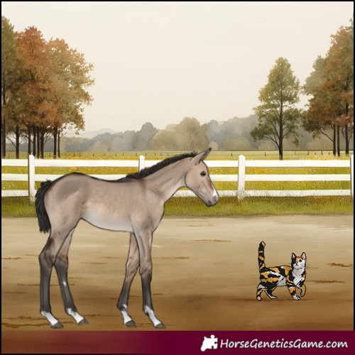 Horse Color:Brown Dun