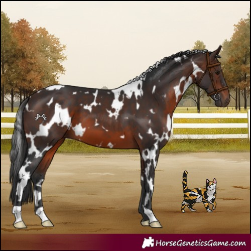 Horse Color:White Spotted Brown