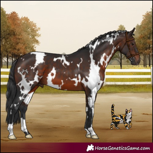 Horse Color:White Spotted Brown 