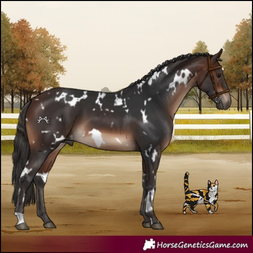Horse Color:White Spotted Brown