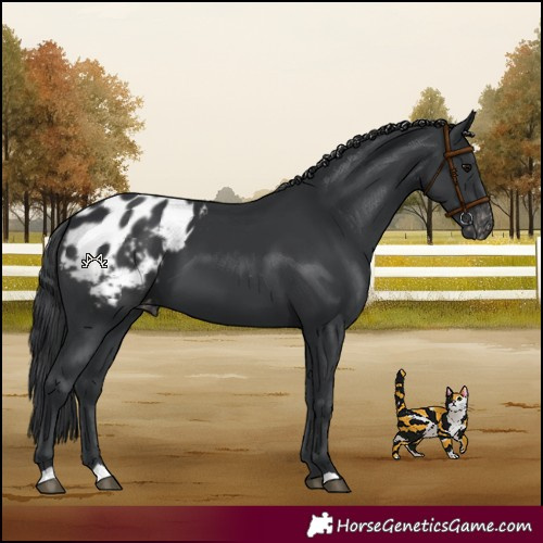 Horse Color:Black Appaloosa 