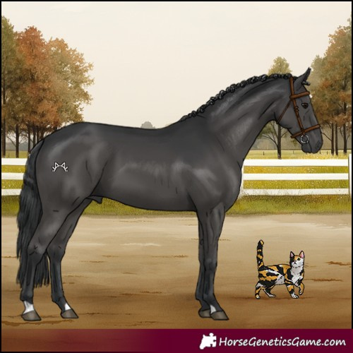 Horse Color:Black 