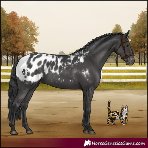 Horse Color:Black Blanket 
