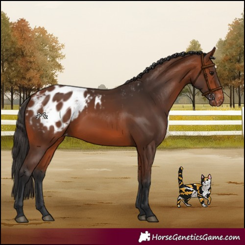 Horse Color:Bay Blanket 
