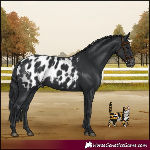Horse Color:Black Appaloosa 