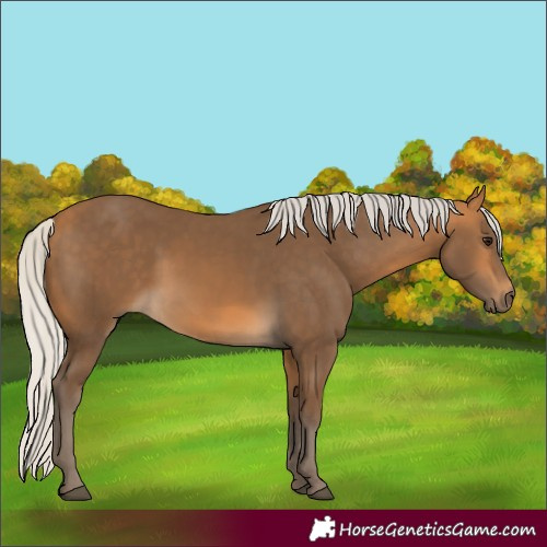Horse Color:Silver Buckskin