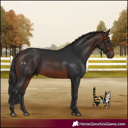 Horse Color:Brown 