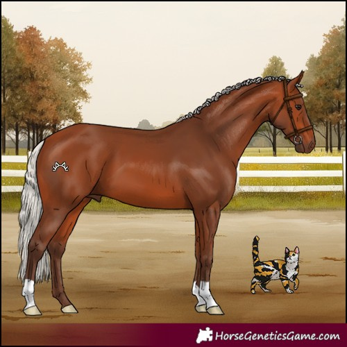 Horse Color:Silver Bay 