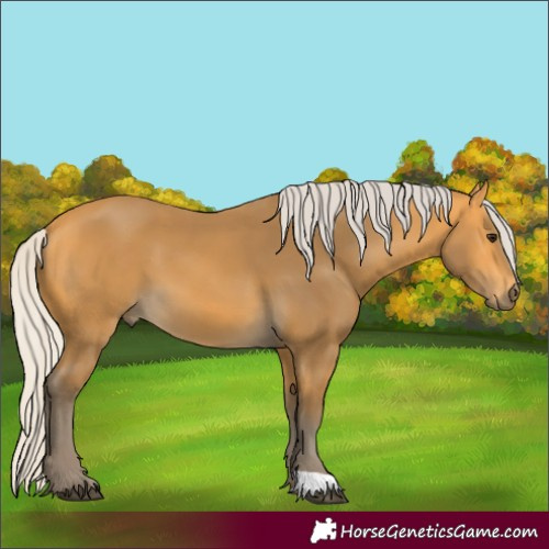 Horse Color:Silver Buckskin 