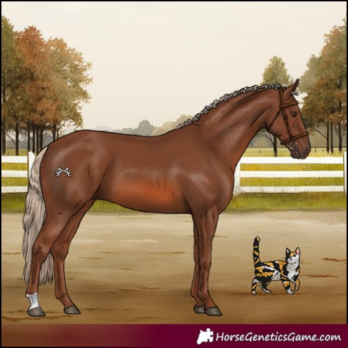 Horse Color:Chestnut 