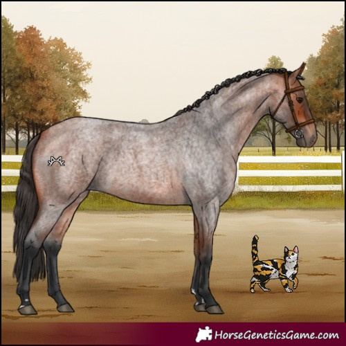 Horse Color:Bay Roan
