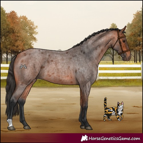 Horse Color:Bay Roan 