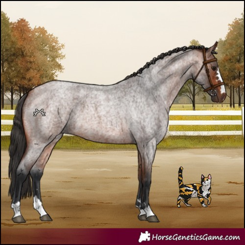 Horse Color:Bay Roan