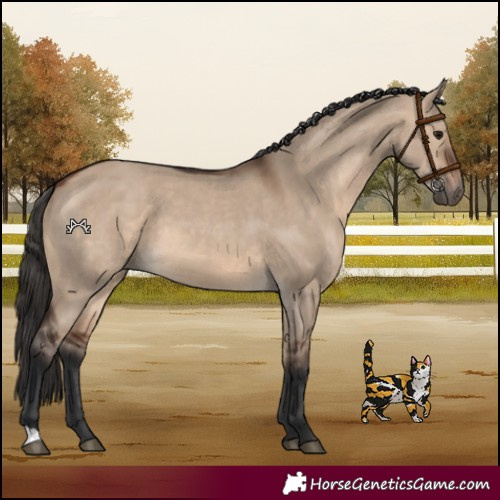 Horse Color:Brown Dun 
