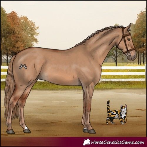 Horse Color:Red Dun