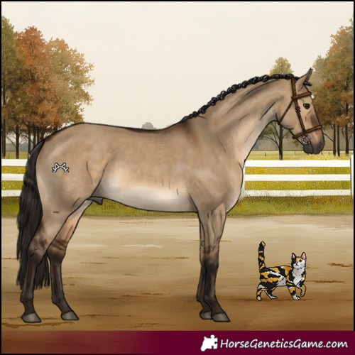 Horse Color:Gray Bay Dun
