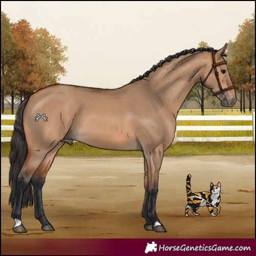 Horse Color:Bay Dun 