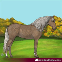 Horse Color:Silver Smoky Black