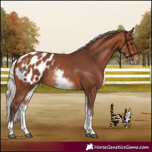 Horse Color:White Spotted Silver Brown Blanket