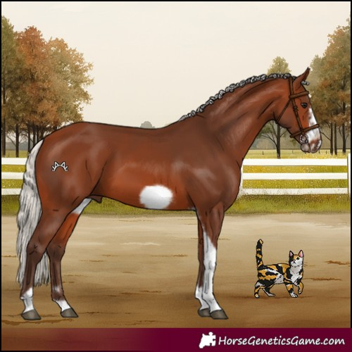 Horse Color:Silver Brown Tobiano Frame 