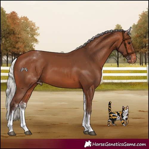 Horse Color:White Spotted Silver Brown Appaloosa