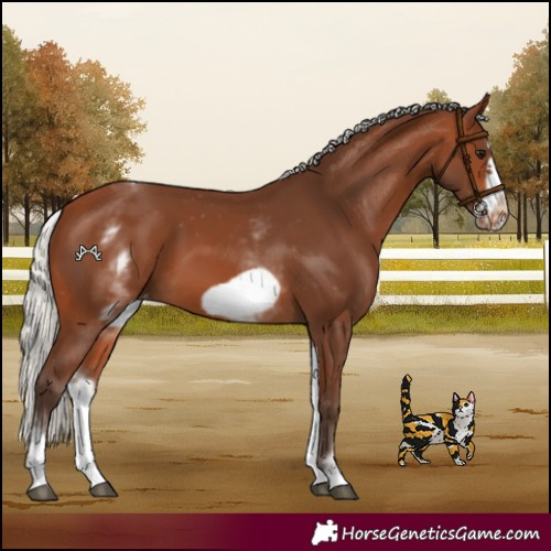 Horse Color:White Spotted Silver Brown Splash Frame Varnish 