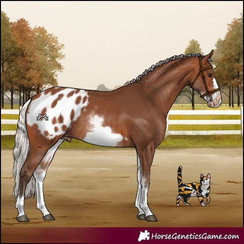 Horse Color:White Spotted Silver Brown Frame Appaloosa 