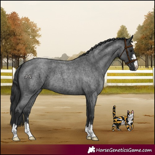 Horse Color:Blue Roan