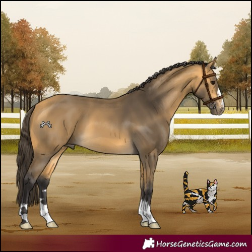 Horse Color:Buckskin 