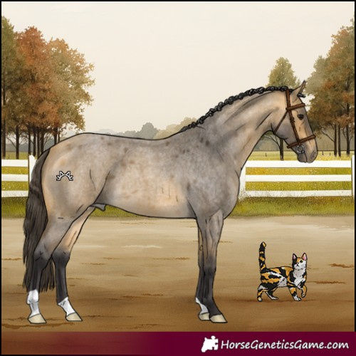 Horse Color:Buckskin Roan