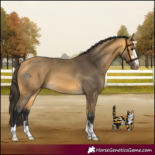 Horse Color:Buckskin
