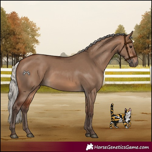 Horse Color:Silver Bay Dun