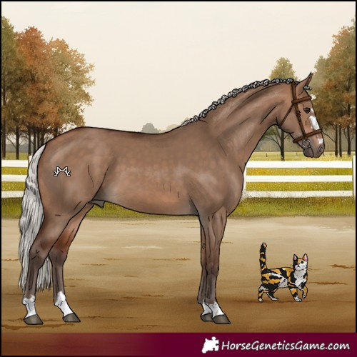Horse Color:Silver Bay Dun
