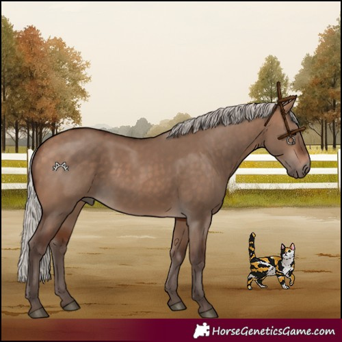 Horse Color:Silver Bay Dun 