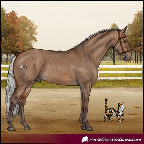 Horse Color:Silver Bay Dun 