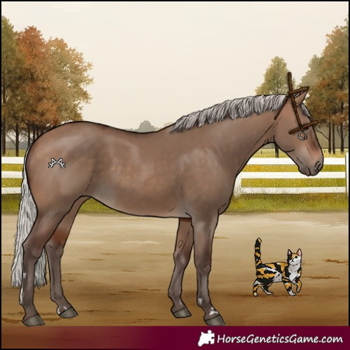 Horse Color:Silver Bay Dun 